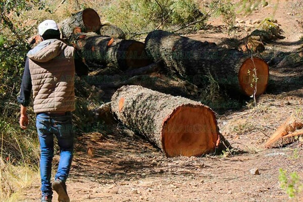 En 2024, creció 82% derribo de árboles en los diez municipios más habitados del estado de Puebla