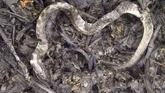 A más de 25 meses de la entrada en vigor de la Ley de Bienestar Animal, no se conoce la existencia de un plan de contingencia animal