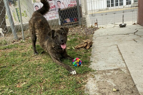 Autoridades municipales realizaron el decomiso de un canino hembra que se encontraba en condiciones de maltrato en Cuautlancingo