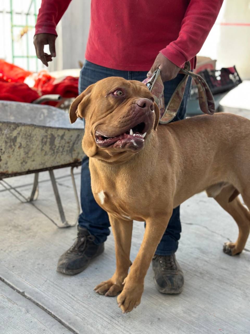 La Jornada Animal es parte de una estrategia para promover la cultura del cuidado responsable de las mascotas en toda la capital poblana
