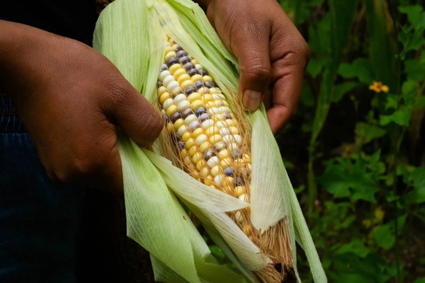 Programa Cosechando Soberanía no será suficiente para producir maíz; se importará el 54%