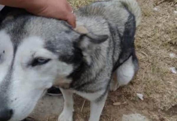 Propaet presenta denuncia penal por presunto caso de maltrato animal en San Lucas Tecopilco