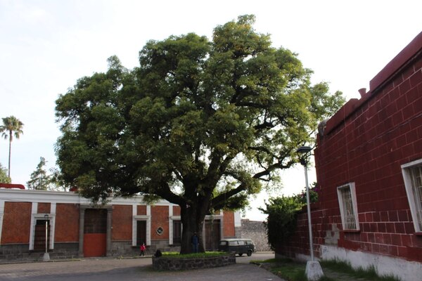 El distintivo "Tree Cities of the World" reconoce a las ciudades que están comprometidos con plantar, proteger y celebrar sus árboles urbanos