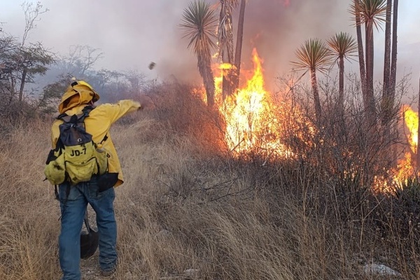 Un 47.74% y 47.59% de incendios forestales registrados en Puebla y Tlaxcala son intencionales: IGAVIM
