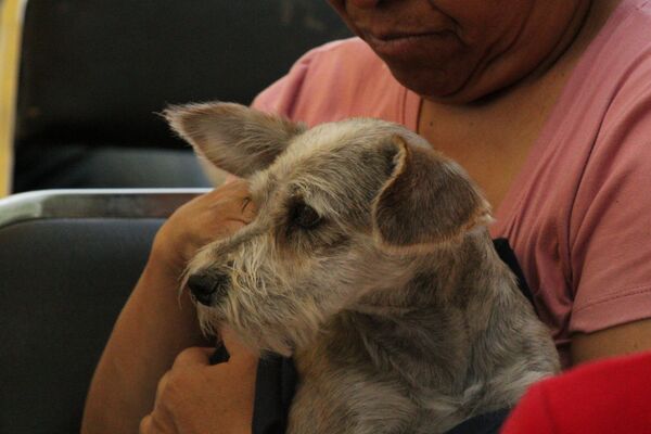 En la Jornada de Protección Animal de San José Los Cerritos se ofreció: vacunación antirrábica, esterilización, atención médica veterinaria