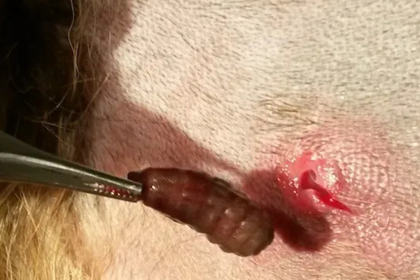 Detectan primer caso humano de miasis por gusano barrenador del ganado en México