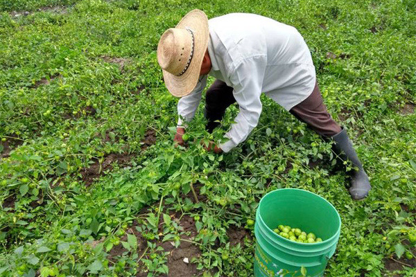 El Departamento de Comercio de Estados Unidos indicó que el arancel al tomate mexicano entrará en vigor a partir del 14 de julio