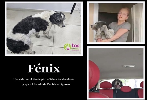 Asociación rescata a Fénix, perrito que sobrevivió a incendio en casa de agresores de Misael, en Tehuacán
