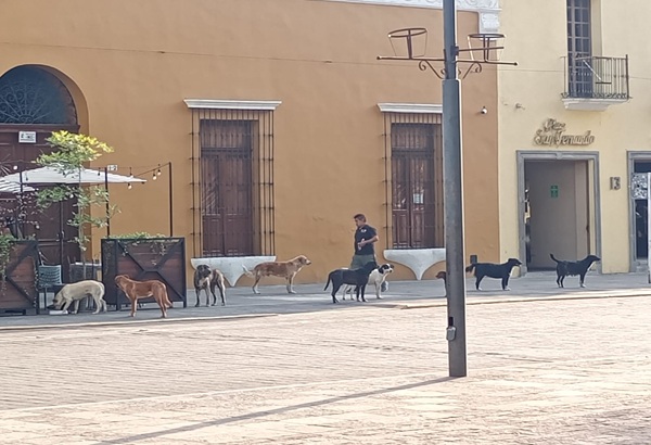 Ayuntamiento de Tlaxcala y Animalistas actuarán ante presencia de perros callejeros en el Centro Histórico