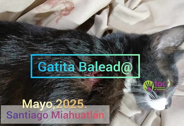 Gatita baleada en Santiago Miahuatlán; suman cinco denuncias por crueldad animal en 2025