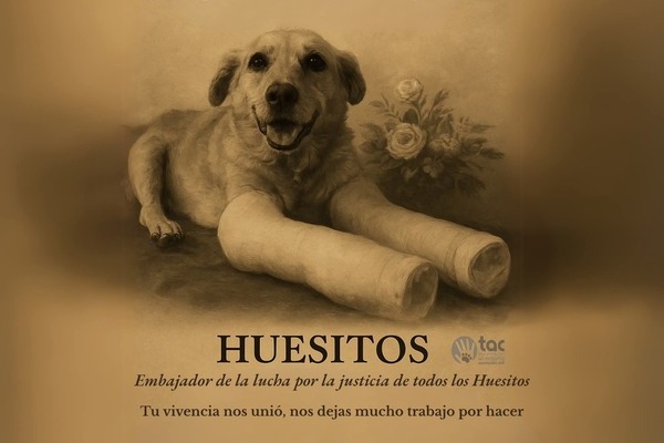 La agrupación animalista, TAC, dio a conocer la muerte de Huesitos, el perrito de Santiago Miahuatlán víctima de maltrato
