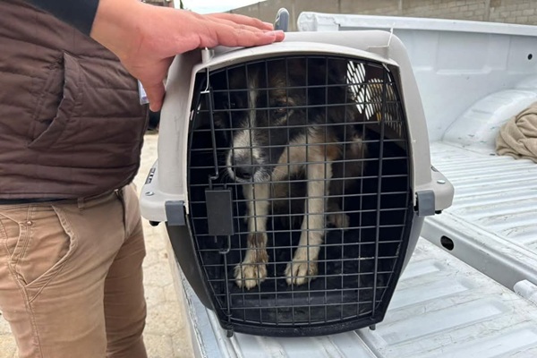 PROPAET rescata a perrita en situación crítica, en Mazatecochco, Tlaxcala