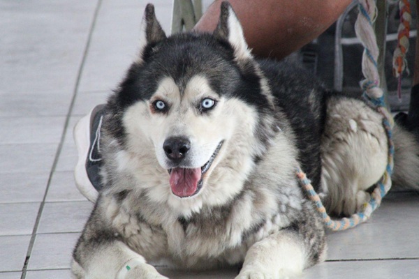 Promueve el Ayuntamiento de Puebla bienestar animal en más zonas de la capital poblana