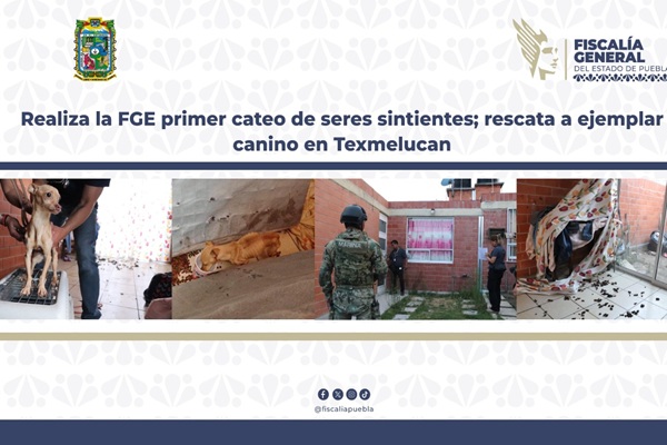 Realiza la FGE primer cateo de seres sintientes; rescata ejemplar canino en Texmelucan
