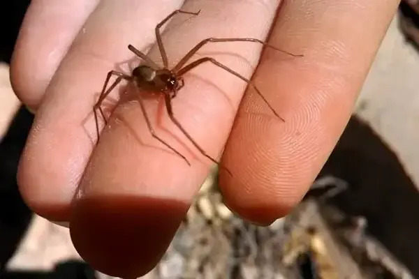 La presencia de la araña violinista se mantiene todo el año, es durante la temporada de lluvias (mayo y junio) que incrementa su proliferación