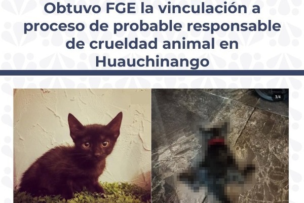 Justicia para Peluchita: Vinculan a proceso a un hombre que mató a gatita en Huauchinango, Puebla