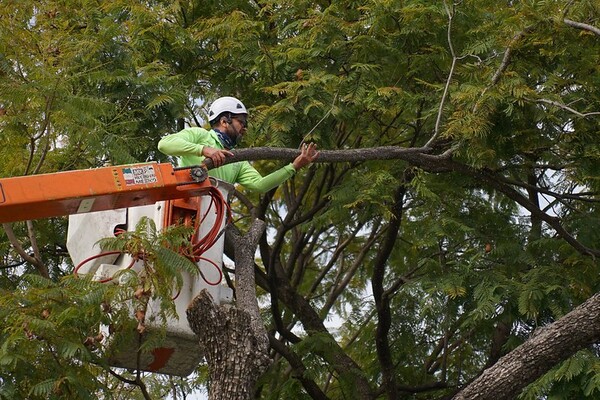 Gobierno de Puebla hace poda preventiva en 2 mil 547 árboles de 11 parques por temporada de lluvias