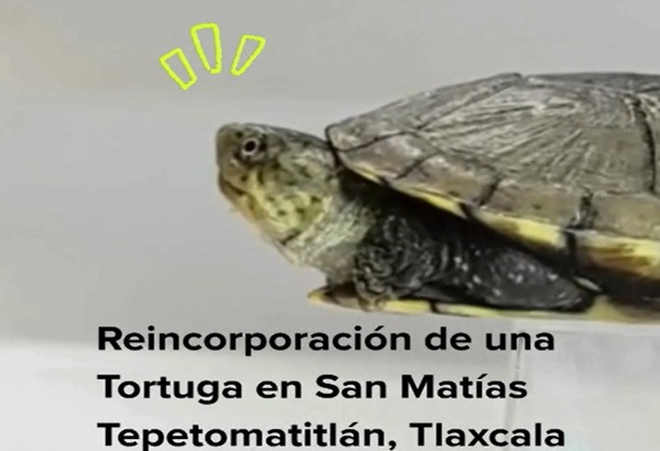 23 Comunidad y CTBC-UATx protegen, estudian y liberan a tortuga nativa de Tlaxcala (1)