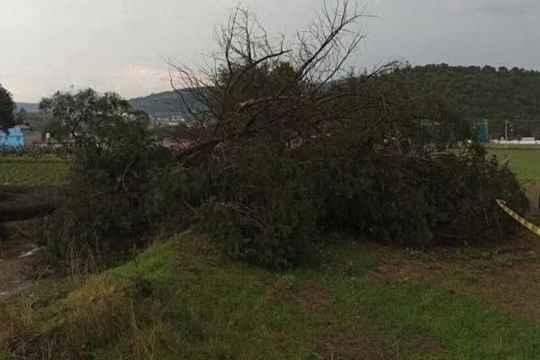 Adulto mayor muere aplastado por árbol derribado por tormenta en Nanacamilpa, Tlaxcala