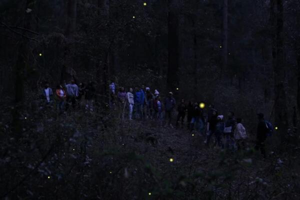 La temporada de luciérnagas representa una oportunidad para impulsar el turismo comunitario y reactivar la economía regional de Tlaxcala