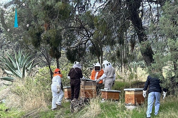 SIA fortalece condiciones de colmenas para cosecha de miel en Tlaxco