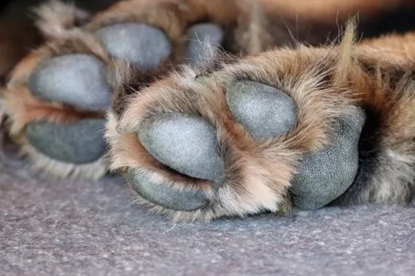 Vecinos reportan envenenamiento masivo de 20 perros en el municipio de Huehuetlán el Grande