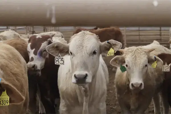 El cerco sanitario tiene la intención de evitar la posible introducción de animales enfermos a Oaxaca y evitar el contagio