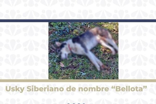 Se llevo a cabo la vinculación a proceso de Erick N. acusado de delitos contra los animales mediante actos de crueldad en Zacapoaxtla