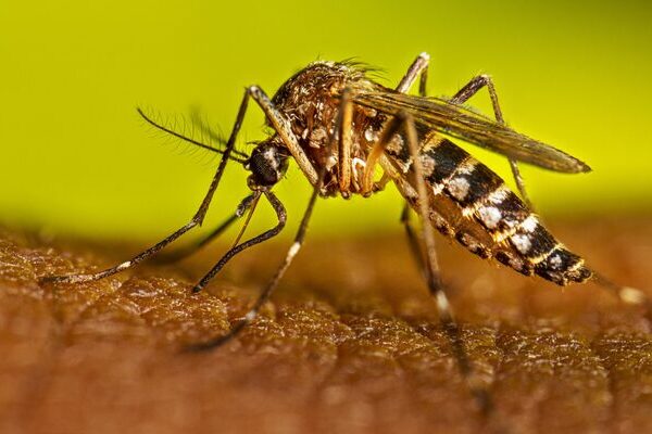 El titular de Salud informó sobre los casos de dengue confirmados en México durante lo que va del año y además presentó el plan en contra