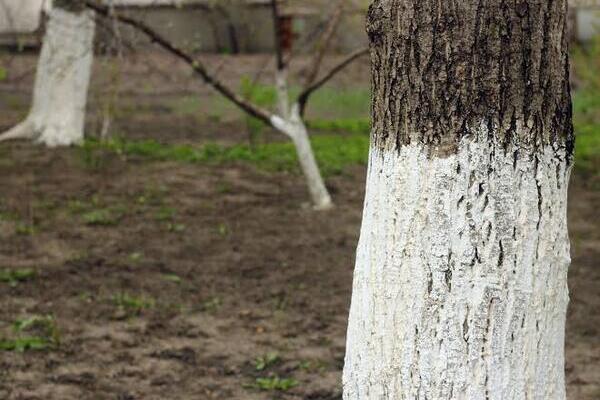 Destcaron que el encalado no será una práctica generalizada, sino que se realizará previo estudio para la creación de una "paleta de árboles"
