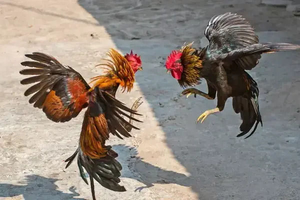 Abogados Animalistas explicó que el artículo 19 de la Ley de Bienestar Animal exceptúa la pelea de gallos del maltrato animal