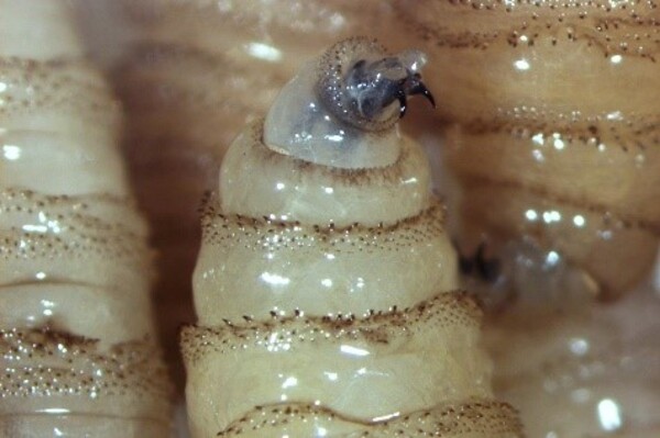 Según el último Boletín Epidemiológico, en 2025 se han registrado 33 casos de miasis; 31 han sido en Chiapas y los otros dos en Campeche