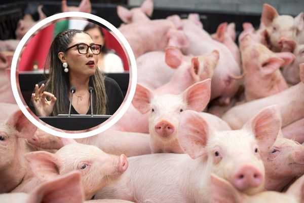 La diputada del PAN presentó un exhorto a la Comisión Permanente, para que se investigue el robo y se brinde acompañamiento a afectados