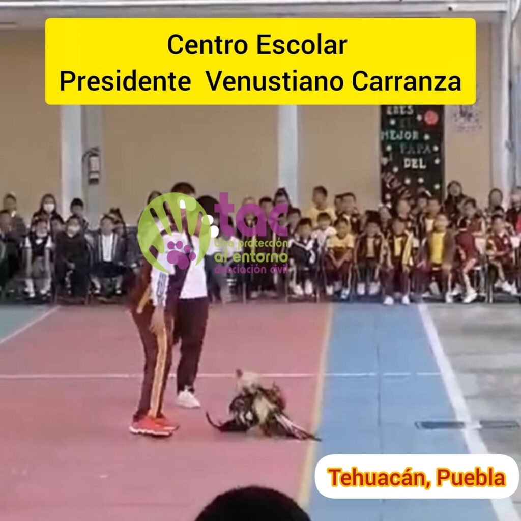 Realizan pelea de gallos en escuela de Tehuacán; autoridades y activistas condenan el hecho