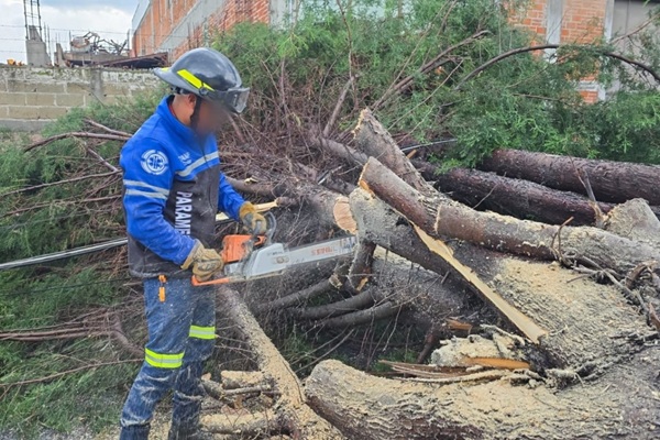 Ciudad de Tlaxcala registra caída de árbol y afectaciones