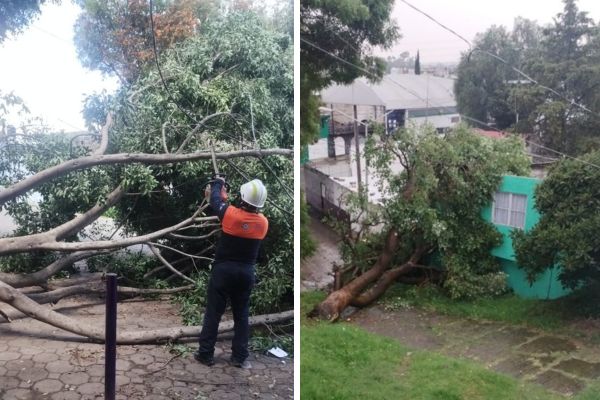 Derivado de las lluvias del viernes, se registró la caída de dos árboles, uno en el barrio de Xonaca y otro en la colonia Moctezuma en Puebla