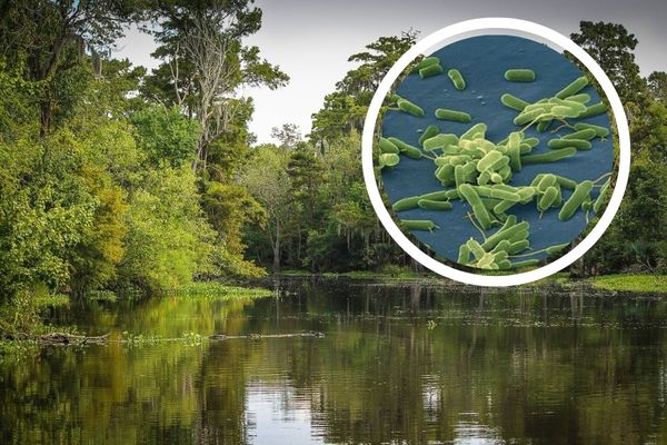 La bacteria vibrio vulnificus se está convirtiendo en una amenaza a lo largo de la costa del Golfo de México y en la costa este del país