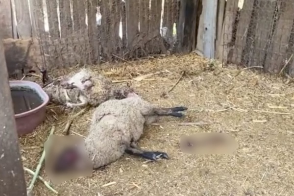 Habitantes de Cacaloapan, en Tepanco de López