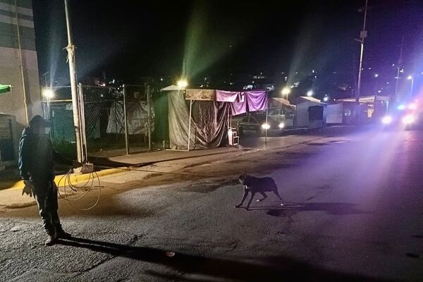 El Ayuntamiento de Tlaxcala realizó un operativo apegado al Reglamento de Bienestar Animal para el retiro de 15 perros en situación de calle