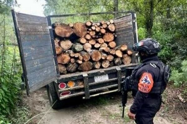 Además de los hornos clandestinos, Puebla y Tlaxcala aseguraron 165 troncos de madera de diferentes tamaños, una escopeta y una motosierra