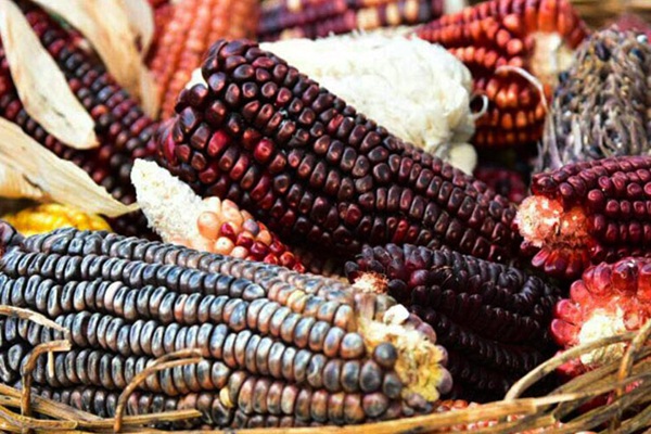 Maíz mexicano pierde terreno frente al grano importado