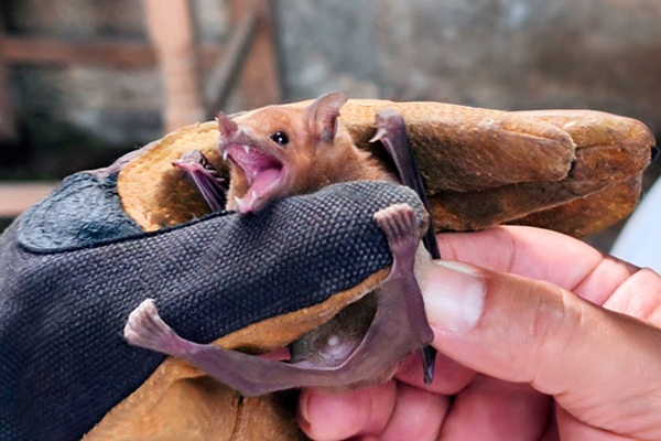 Profepa capacita a familia en cuya casa anida una colonia de murciélagos