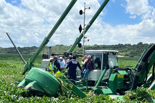 Aunque el contexto de Valsequillo es distinto al de Endhó, ambos embalses comparten la problemática del lirio acuático a gran escala