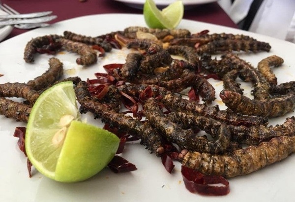 Zapotitlán Salinas limita la recolección del gusano cuchamá ante amenaza de extinción