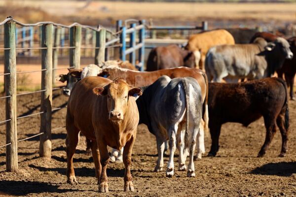 La petición de suspensión de la importación surge porque el ganado centroamericano ilegal ahora compite con los productores del sur