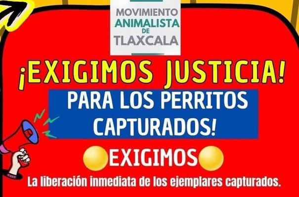 Convocan a protesta contra Ayuntamiento de Tlaxcala por captura masiva de perros del Centro Histórico