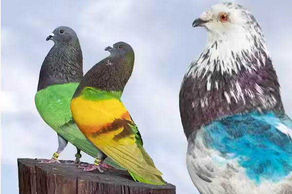 La Guardia Civil en España ha iniciado la investigación sobre un robo de palomos campeones nacionales valorados en 170,000 euros