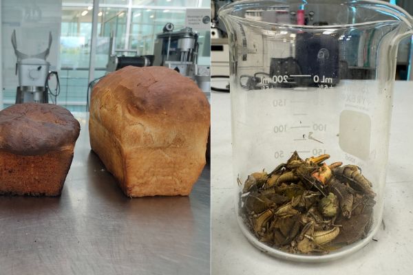 Profesora investigadora del Tec de Monterrey campus Puebla lidera "Alimentos del Futuro" para incorporar insectos comestibles en alimentos