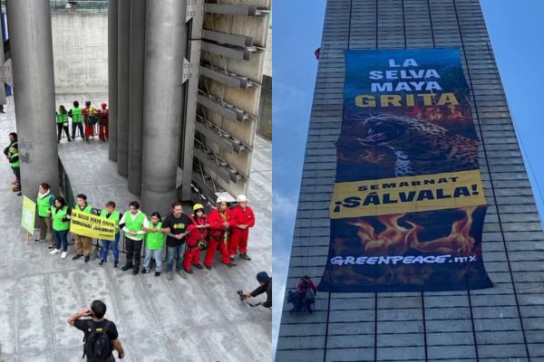 Greenpeace destacó que se busca visibilizar la devastación de la Selva Maya y exigir al gobierno mexicano medidas inmediatas de protección
