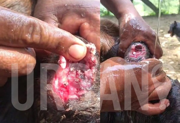 Ganaderos reportan casos de gusano barrenador en Tlacotepec de Porfirio Díaz, Puebla